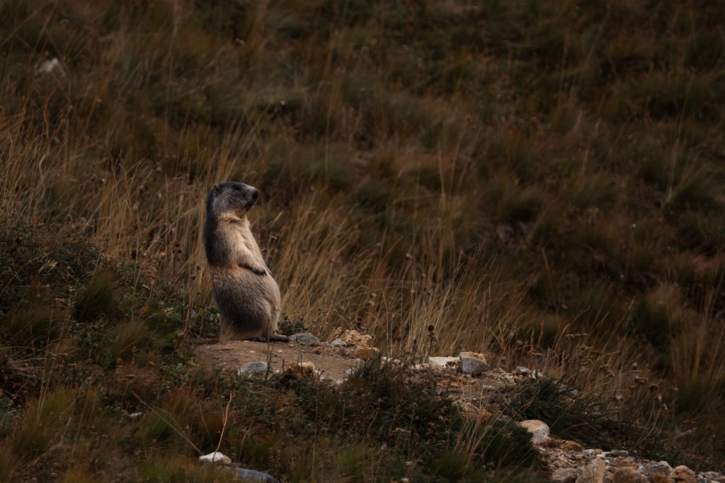 #5: “On Top of the World… Looking Down on Creation” – First Alpine&nbsp;Hikes