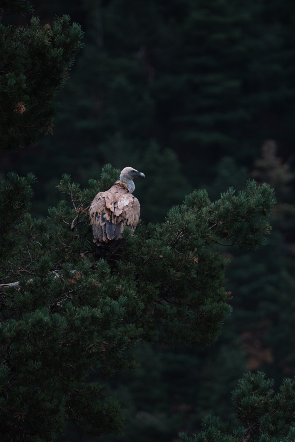 #70: Pamplona: Where the Roads Are Winding, the Bulls Can Run, and the Picnic Blankets Becomes Full of&nbsp;Earwigs